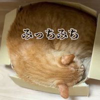 箱いっぱいに収まる猫