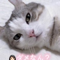 飼い主に外出許可を請われる猫