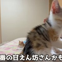 お腹の上に乗る子猫（過去一番の甘えん坊さんかもですね）