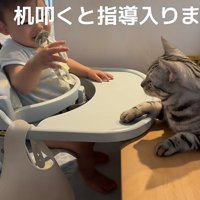 赤ちゃんと猫の写真2