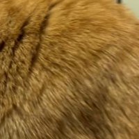 パソコンのそばに座っている猫の背中