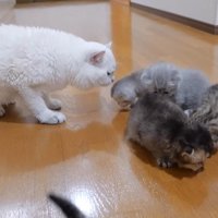 子猫のにおいをかぐパパ猫