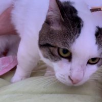 持ち上げられた姿のアップ