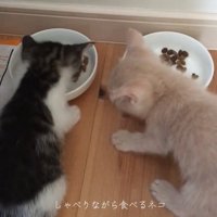 一心不乱にご飯を食べる2匹の猫