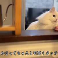 可愛くタッチするシロちゃん