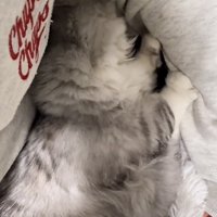 抱っこされている猫の写真1