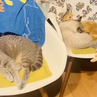 椅子の上でくつろぐグレートラ猫とケンカするシャムトラ猫と茶トラ猫