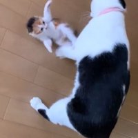仰向けになる子猫