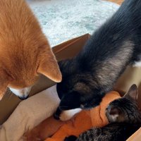 子猫を見守る犬と猫