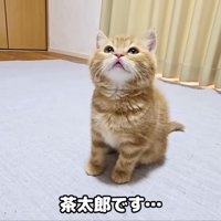 茶太郎の決め顔