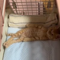 仰向けになって横になる子猫