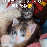 毛布にくるまっている子猫達