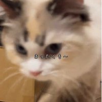 カメラ目線を送る猫