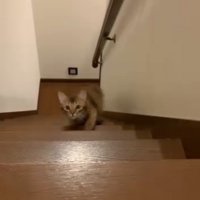 階段をのぼってくる猫4