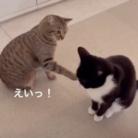 黒白にタッチするキジ猫