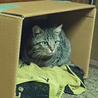 段ボールの中の猫
