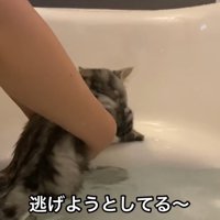 バスタブのお湯を嫌がる猫