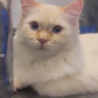 テーブルの上で香箱座りをしているカメラ目線の猫上半身アップ