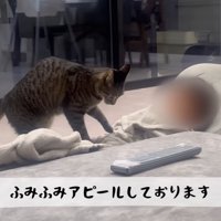 テロップ「ふみふみアピール～」