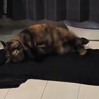 Tシャツに頬をつけるうにちゃん