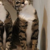 緩やかに首を傾ける右端の猫