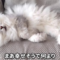 安心して眠るモルンさん 
