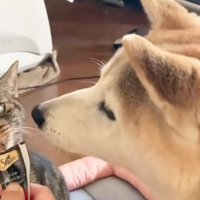 欲しそうに見つめる犬