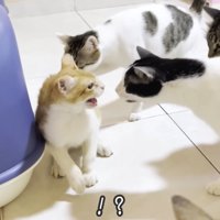 テロップ「！？」