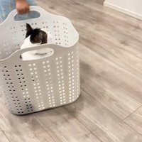 猫が入ったかごを引きずる子供