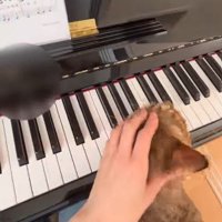猫の頭をなでなでする手