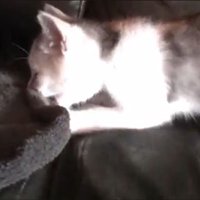 ソファで遊ぶネコ吉ちゃん