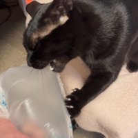 緩衝材を噛む猫