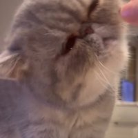 再び猫の口元におやつを持っていく飼い主