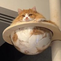 クリアボウルに入る猫