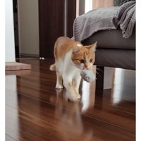 遊んでいる猫