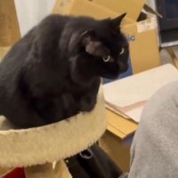 黒猫と男性の後頭部