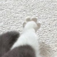 白黒猫の足