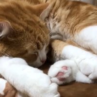 前脚の間に顔を入れ眠る猫