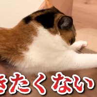 行きたくない！！