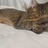 お顔を洗い中