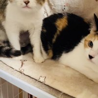 ケージの中からボランティアさんを睨む2匹の三毛猫