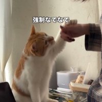 飼い主の手に前足を伸ばす猫
