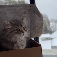 雪が降る日に窓際で遊ぶ猫