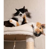 キャットタワーにいる猫たち