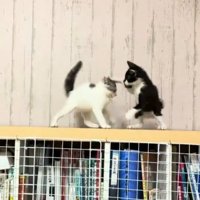 猫パンチする黒白猫