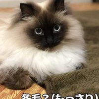 冬毛の猫