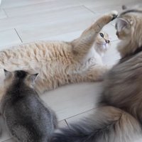 赤ちゃん猫にお乳を吸わせつつ子猫と遊ぶミミさん