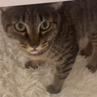 机の下の猫