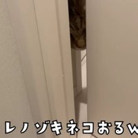 隙間からのぞく猫
