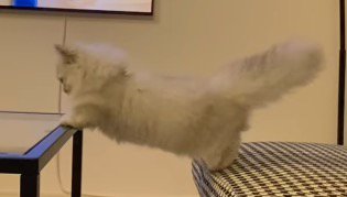 前足をテーブル、後ろ足をスツールに乗せて動かなくなってしまった猫